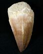 Mosasaur (Prognathodon) Tooth #12436-1